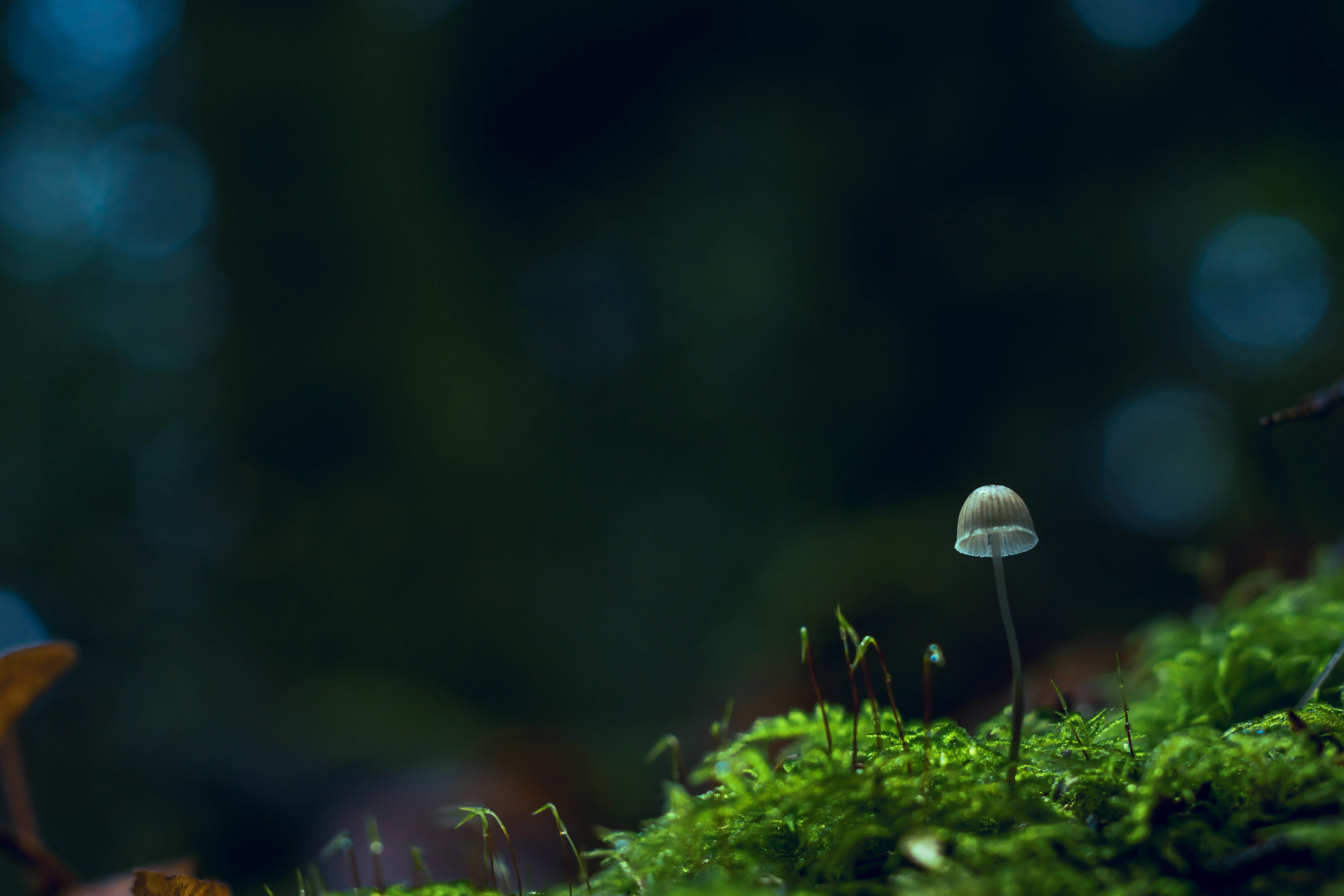 Terrarium Class